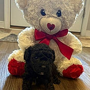 Maggie joined the competition — help win amazing prizes! advertisement, animal, black_dog, browser_screenshot, cute, dog, heart_nose, home_interior, indoors, pet, phone_screen, portrait, puppy, red_bow, red_rose, sitting, stuffed_animal, teddy_bear, valentines_day, wood_floor