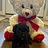 advertisement, animal, black_dog, browser_screenshot, cute, dog, heart_nose, home_interior, indoors, pet, phone_screen, portrait, puppy, red_bow, red_rose, sitting, stuffed_animal, teddy_bear, valentines_day, wood_floor