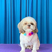 Maximiliano joined the competition — help win amazing prizes! adorable, animal, blue_curtain, calm, cute, dog, face, fur, groomed, indoor, leash, pet, pet_accessory, pom_pom_necklace, portrait, purple_table, shih_tzu, sitting, small_dog, studio