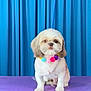 adorable, animal, blue_curtain, calm, cute, dog, face, fur, groomed, indoor, leash, pet, pet_accessory, pom_pom_necklace, portrait, purple_table, shih_tzu, sitting, small_dog, studio