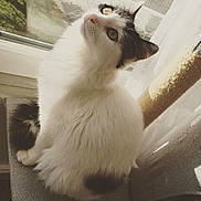 Peluche participe au concours pour gagner de l'argent avec cette photo : cat, feline, white, black, fluffy, pet, indoor, window, chair, curtains, sunlight, domestic_animal, looking_up, fur, whiskers, sitting, cozy, home, peaceful, cute