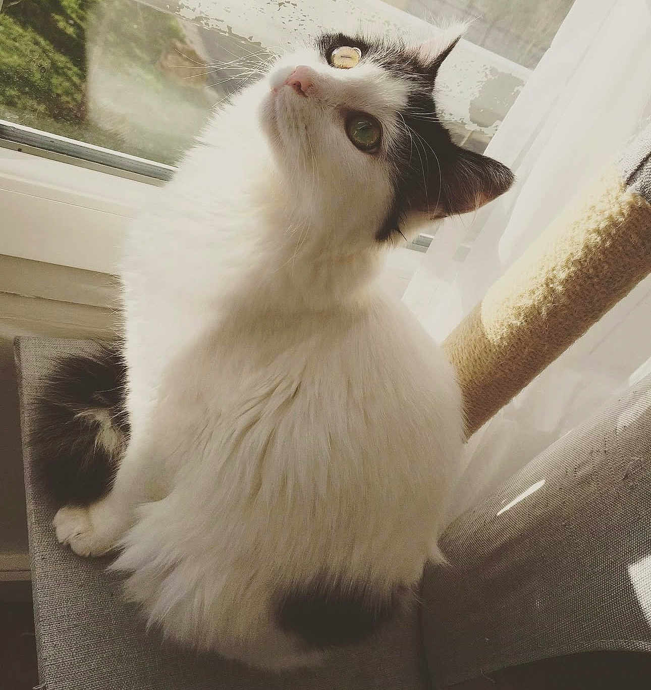 Peluche participe au concours pour gagner de l'argent avec cette photo : cat, feline, white, black, fluffy, pet, indoor, window, chair, curtains, sunlight, domestic_animal, looking_up, fur, whiskers, sitting, cozy, home, peaceful, cute