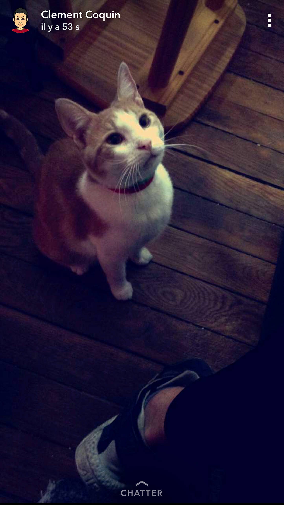 Charly participe au concours pour gagner de l'argent avec cette photo : cat, cat_like_mammal, computer_wallpaper, darkness, kitten, mammal, person, photo_caption, small_to_medium_sized_cats, snapshot, snout, tail, vertebrate, whiskers