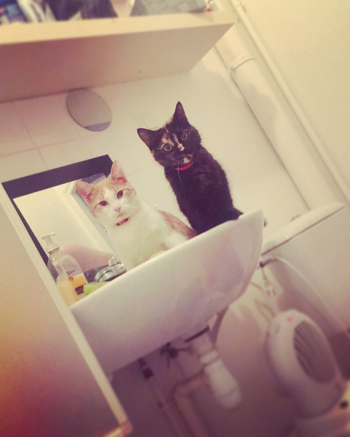 Charly a rejoint le concours — aidez-le/la à gagner de superbes lots ! carnivoran, cat, cat_like_mammal, kitten, mammal, person, purple, small_to_medium_sized_cats, snapshot, square, vertebrate, whiskers