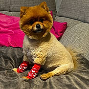 Petite Boule a rejoint le concours — aidez-le/la à gagner de superbes lots ! dog, pomeranian, pet, socks, red_socks, blanket, pink_pillow, couch, indoor, cute, fluffy, small_dog, animal, fur, sitting, cozy, adorable, home, portrait, comfortable