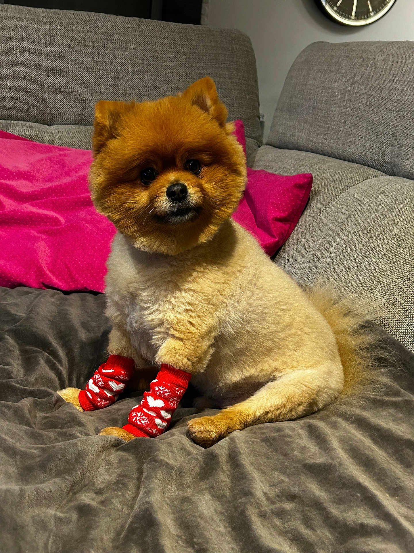 Petite Boule a rejoint le concours — aidez-le/la à gagner de superbes lots ! dog, pomeranian, pet, socks, red_socks, blanket, pink_pillow, couch, indoor, cute, fluffy, small_dog, animal, fur, sitting, cozy, adorable, home, portrait, comfortable