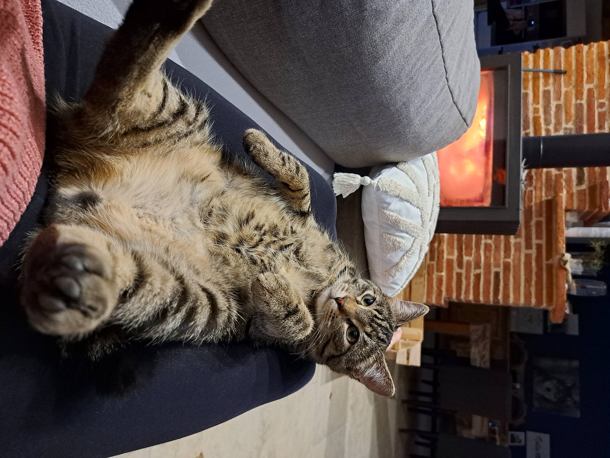 Gimli a rejoint le concours — aidez-le/la à gagner de superbes lots ! art, artifact, big_cats, felidae, foot, fur, human_leg, room, sculpture, statue, terrestrial_animal, tree, trunk, visual_arts, whiskers, wood, wrinkle