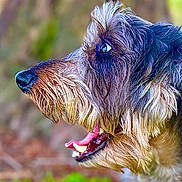 Momo is registered to the contest to win money with this photo: dog, close_up, profile, fur, mouth, teeth, tongue, animal, pet, outdoor, nature, blurred_background, snout, canine, head, side_view, brown_fur, black_nose, whiskers, alert