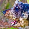 dog, close_up, profile, fur, mouth, teeth, tongue, animal, pet, outdoor, nature, blurred_background, snout, canine, head, side_view, brown_fur, black_nose, whiskers, alert
