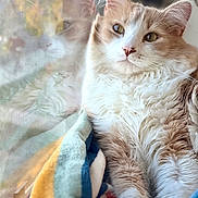 Mac joined the competition — help win amazing prizes! animal, blanket, cat, closeup, cozy, feline, fluffy, fur, indoor, natural_light, orange_and_white, pet, portrait, reflection, relaxed, resting, serene, soft, whiskers, window