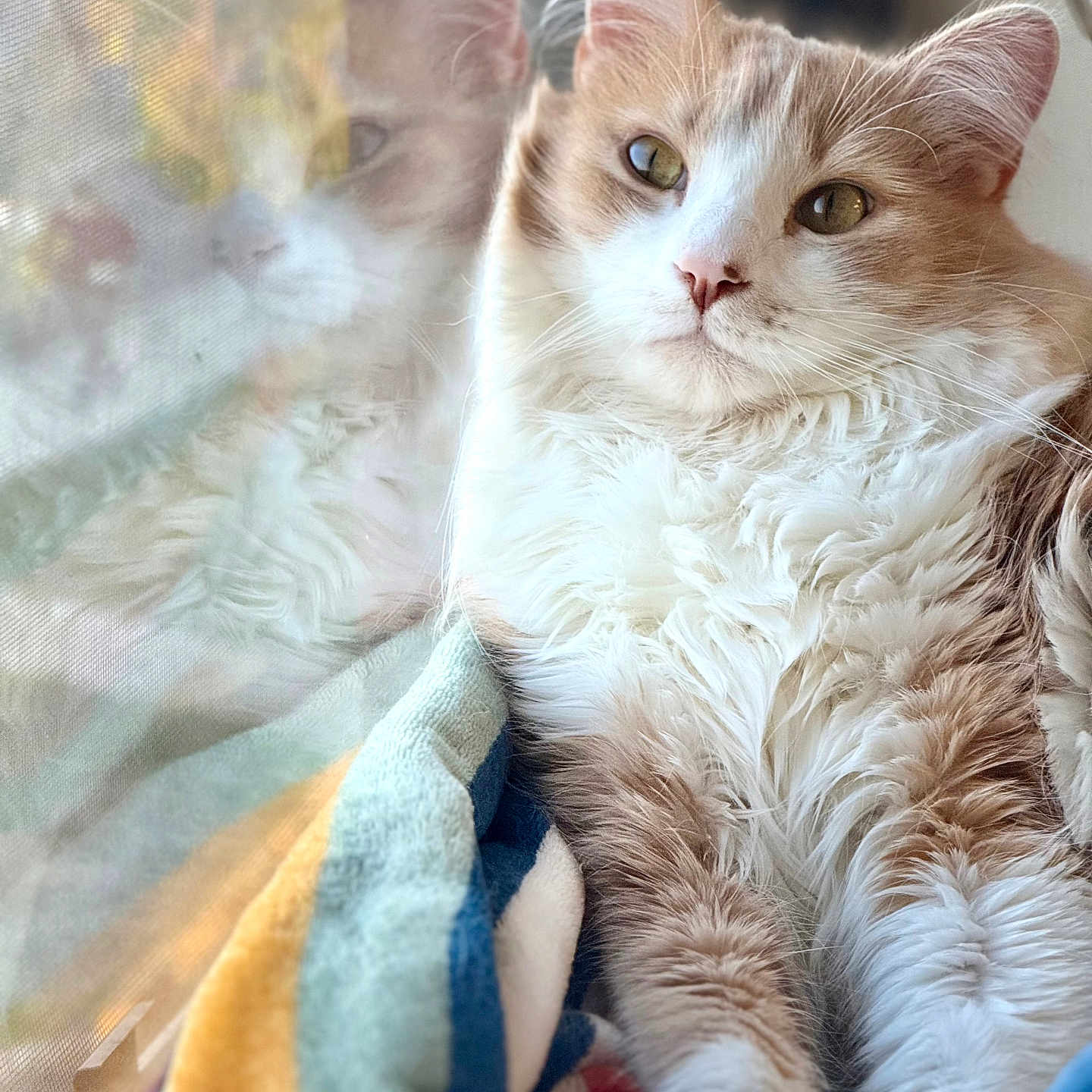 Mac joined the competition — help win amazing prizes! animal, blanket, cat, closeup, cozy, feline, fluffy, fur, indoor, natural_light, orange_and_white, pet, portrait, reflection, relaxed, resting, serene, soft, whiskers, window