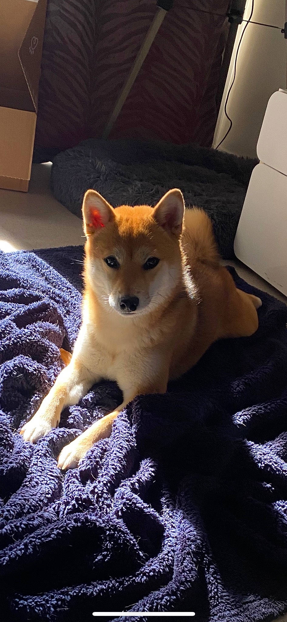 Alexy a rejoint le concours — aidez-le/la à gagner de superbes lots ! box, canidae, carnivore, carton, companion_dog, dog, dog_breed, fawn, felidae, flooring, fur, shipping_box, snout, spitz, sporting_group, tail, terrestrial_animal, whiskers, wood, working_animal