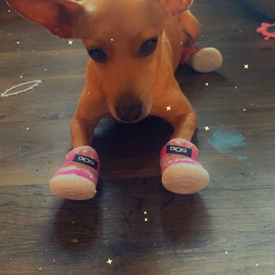 Sassy joined the competition — help win amazing prizes! animal, ball, canine, clothing, dog, footwear, hardwood, hosiery, hound, indoors, interiordesign, pet, puppy, shoe, sneaker, sock, sport, tennis, tennisball, wood