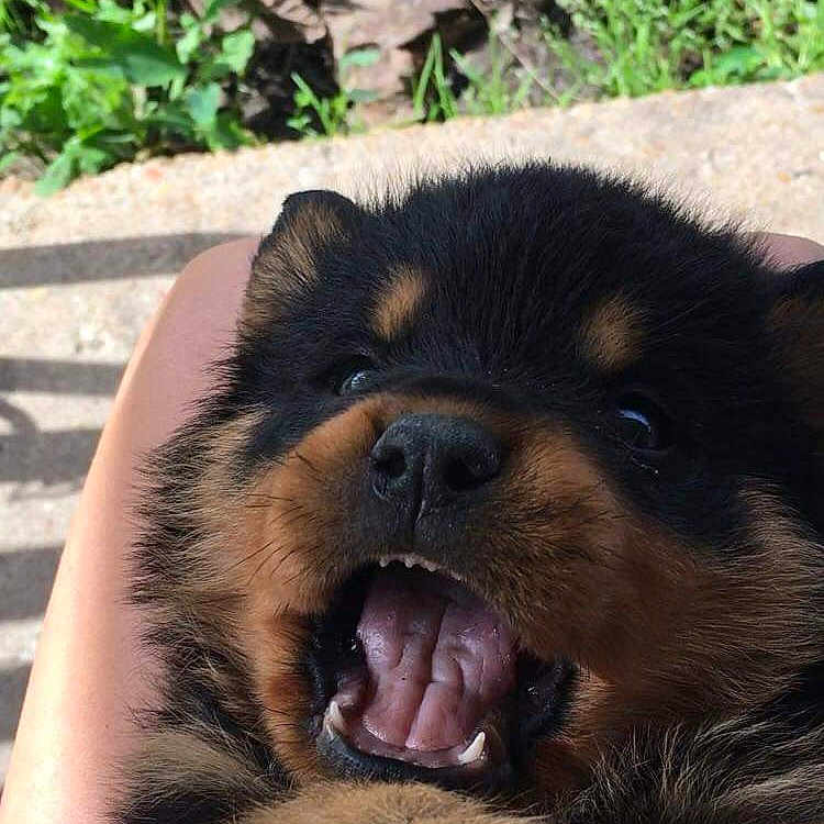 Jaxs joined the competition — help win amazing prizes! bohemian_shepherd, canidae, carnivore, companion_dog, dog, dog_breed, eurasier, mammal, puppy, snout, sporting_group, vertebrate