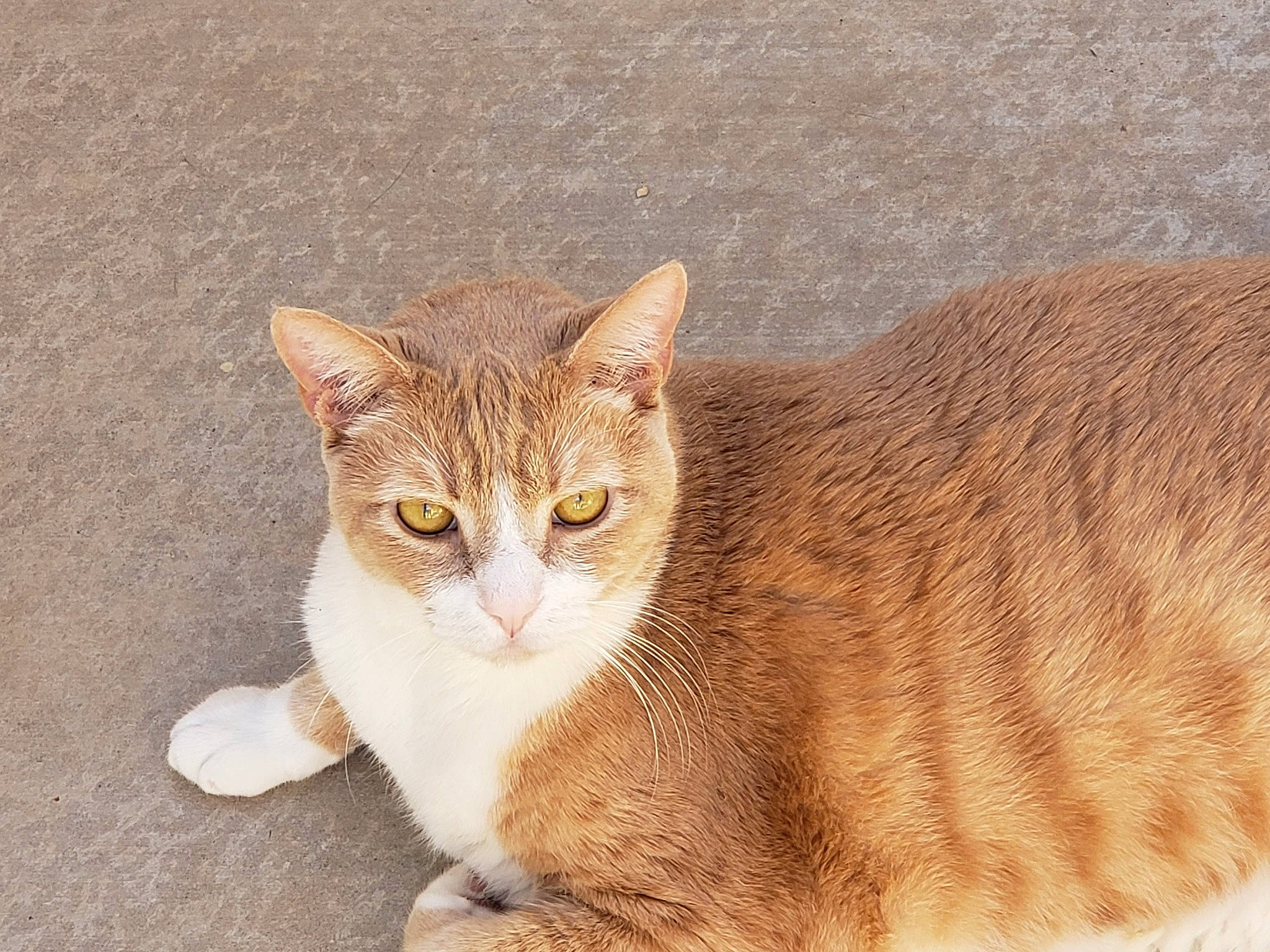 Zac is registered to the contest to win money with this photo: aegean_cat, american_wirehair, arabian_mau, asian, australian_mist, carnivore, cat, domestic_short_haired_cat, european_shorthair, eye, fawn, felidae, fur, kitten, mammal, small_to_medium_sized_cats, snout, tabby_cat, tail, whiskers