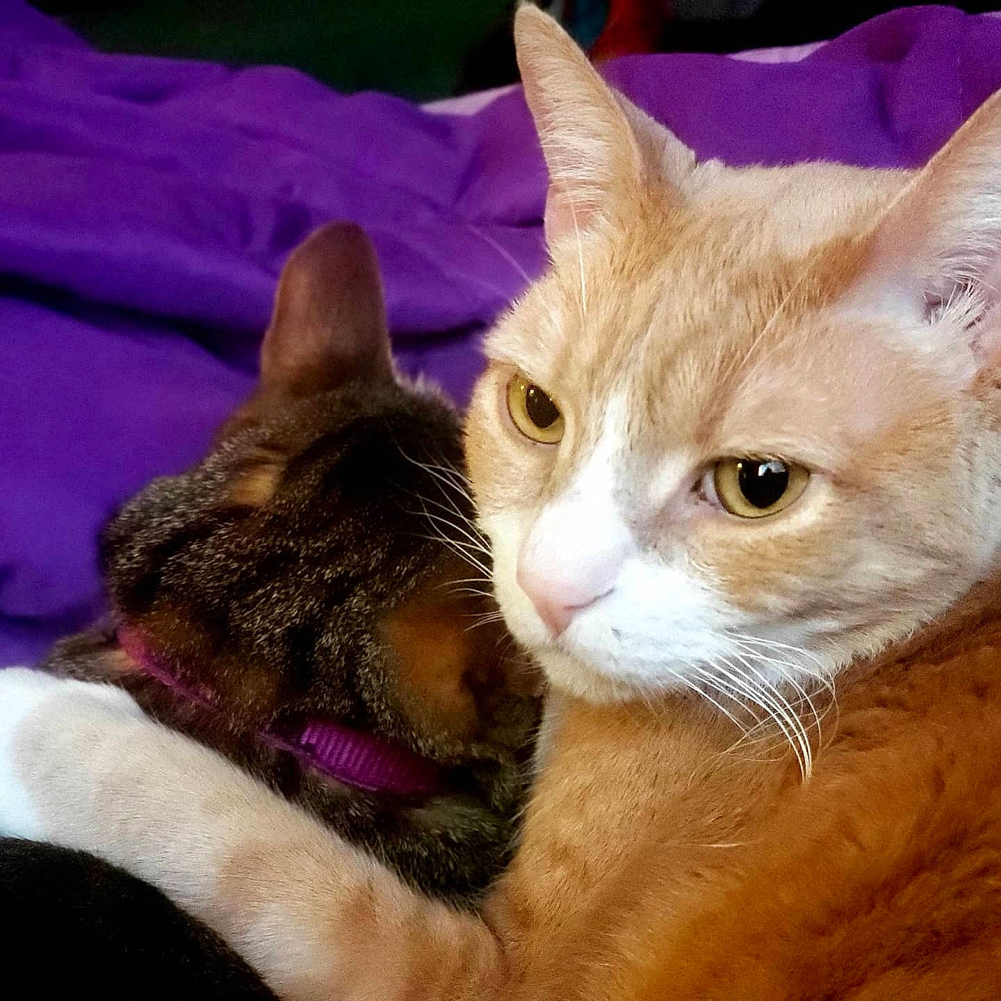 Zac joined the competition — help win amazing prizes! aegean_cat, american_wirehair, arabian_mau, asian, australian_mist, carnivore, cat, domestic_short_haired_cat, european_shorthair, felidae, german_rex, kitten, mammal, ojos_azules, oriental_longhair, small_to_medium_sized_cats, snout, tabby_cat, vertebrate, whiskers