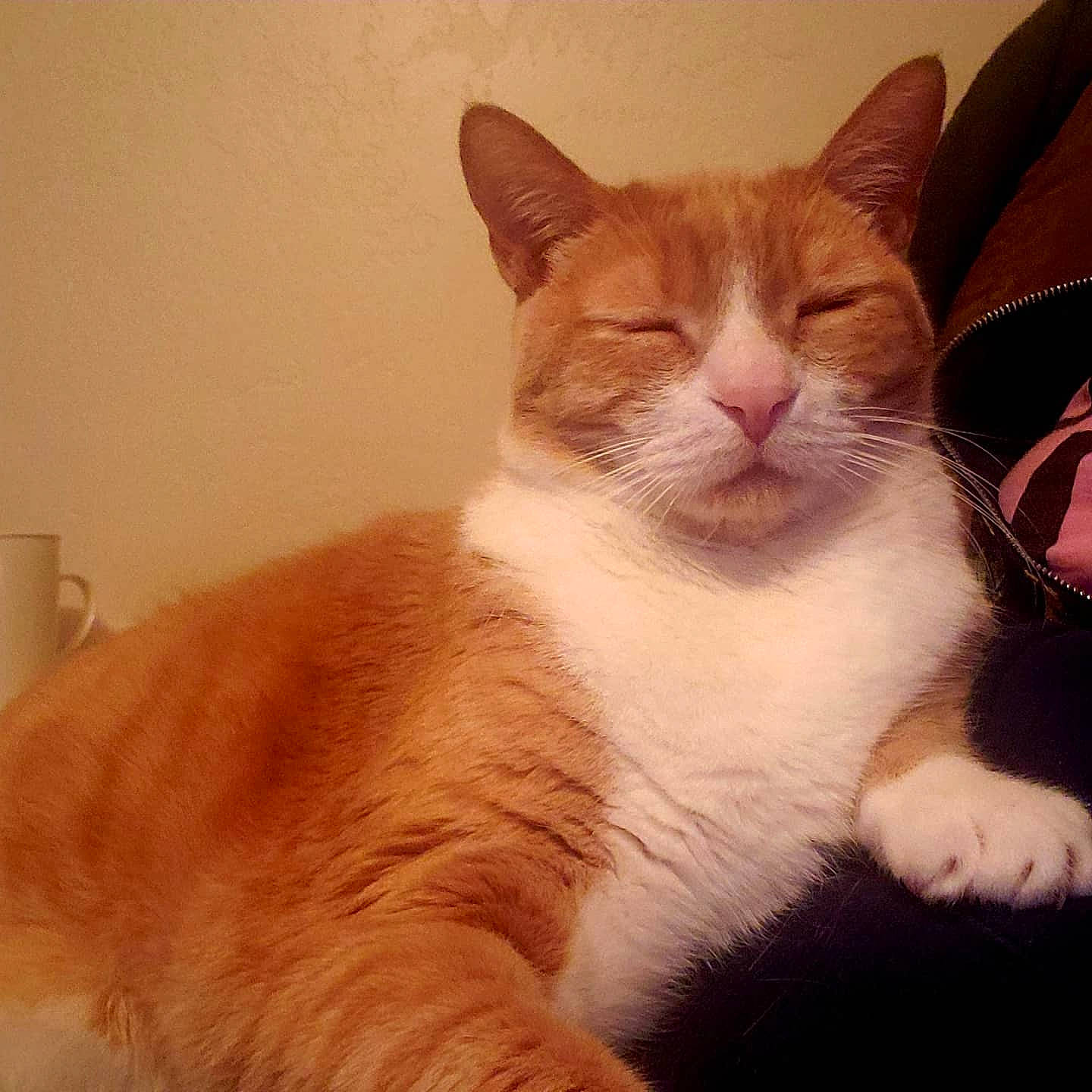 Zac joined the competition — help win amazing prizes! aegean_cat, american_wirehair, arabian_mau, asian, carnivore, cat, domestic_short_haired_cat, european_shorthair, eye, felidae, fur, kitten, mammal, ojos_azules, polydactyl_cat, small_to_medium_sized_cats, snout, tail, vertebrate, whiskers