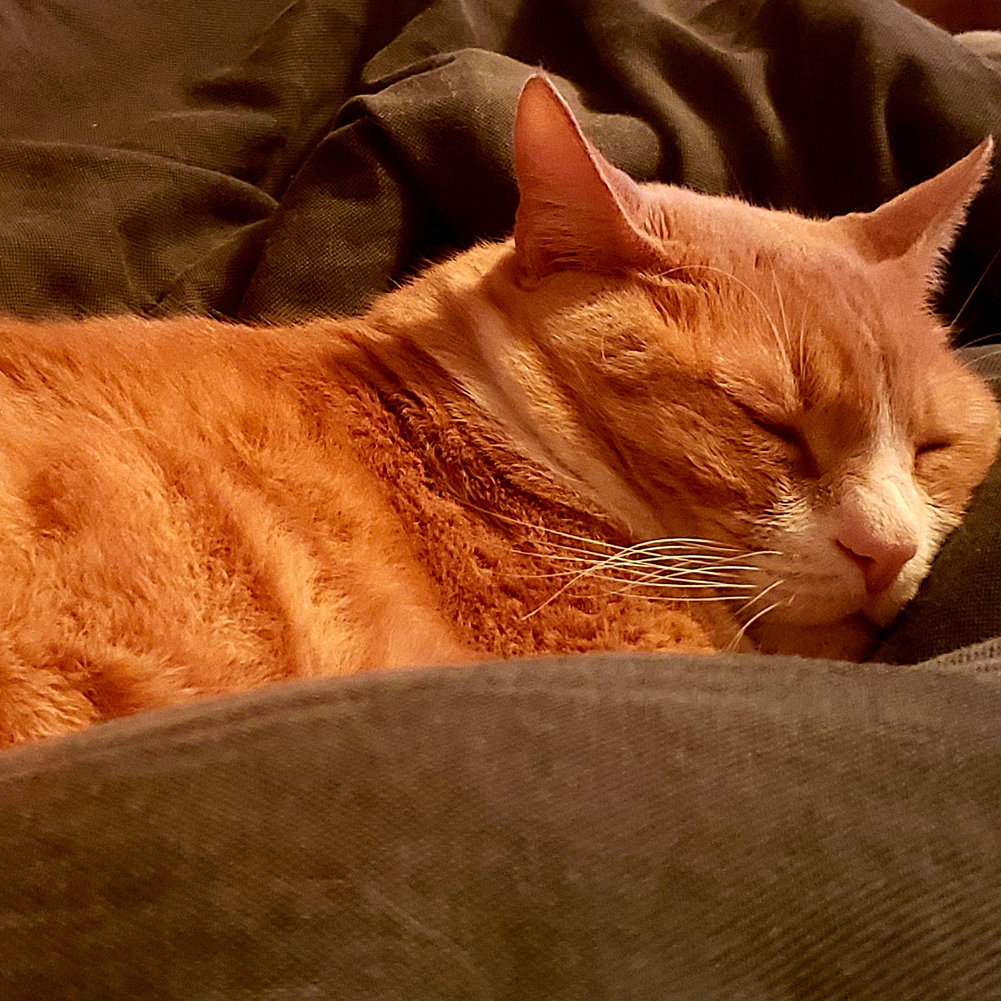 Zac joined the competition — help win amazing prizes! aegean_cat, arabian_mau, asian, australian_mist, carnivore, cat, domestic_short_haired_cat, european_shorthair, fawn, felidae, fur, mammal, nap, small_to_medium_sized_cats, snout, tabby_cat, whiskers