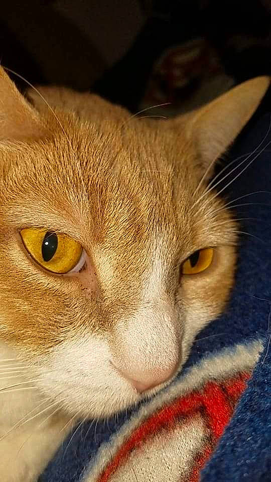 Zac is registered to the contest to win money with this photo: aegean_cat, american_wirehair, asian, carnivore, cat, close_up, domestic_short_haired_cat, european_shorthair, eye, fawn, felidae, mammal, nose, ojos_azules, singapura, small_to_medium_sized_cats, snout, tabby_cat, vertebrate, whiskers