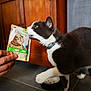 Pépé participe au concours pour gagner de l'argent avec cette photo : canidae, carnivore, cat, companion_dog, dog_breed, domestic_short_haired_cat, felidae, flooring, fur, hardwood, paw, publication, small_to_medium_sized_cats, snout, sporting_group, tail, terrestrial_animal, whiskers, wood, wrist