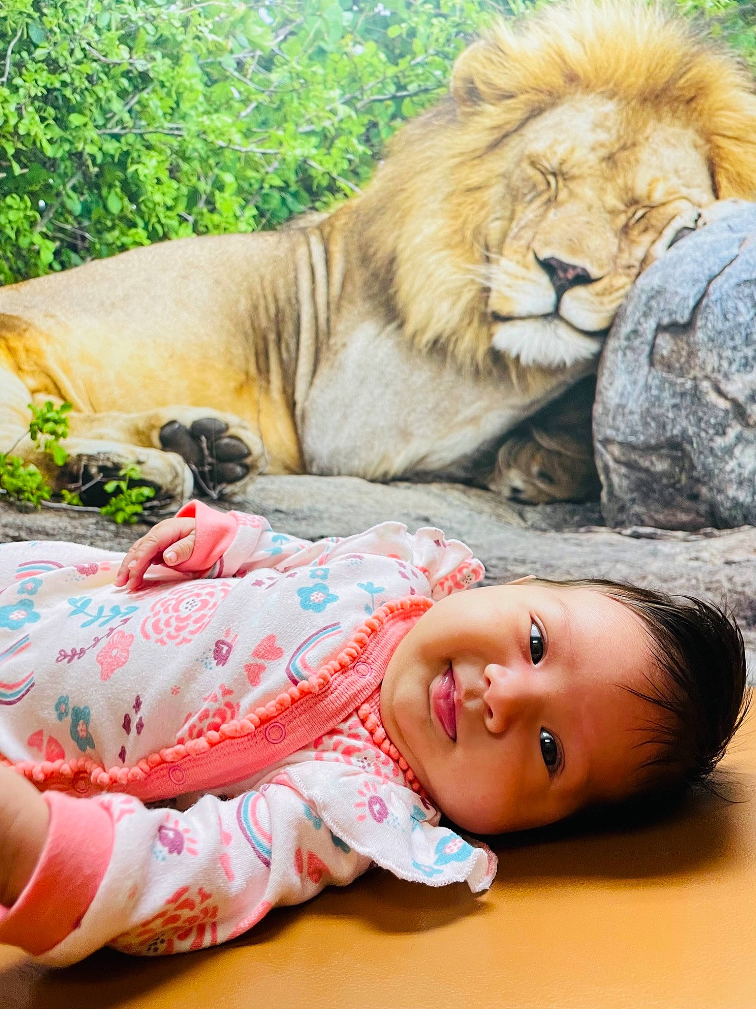 Khadijah is registered to the contest to win money with this photo: big_cats, carnivore, comfort, facial_expression, fawn, felidae, grass, happy, lion, mammal, masai_lion, mouth, nose, person, plant, skin, smile, textile, tree, vertebrate