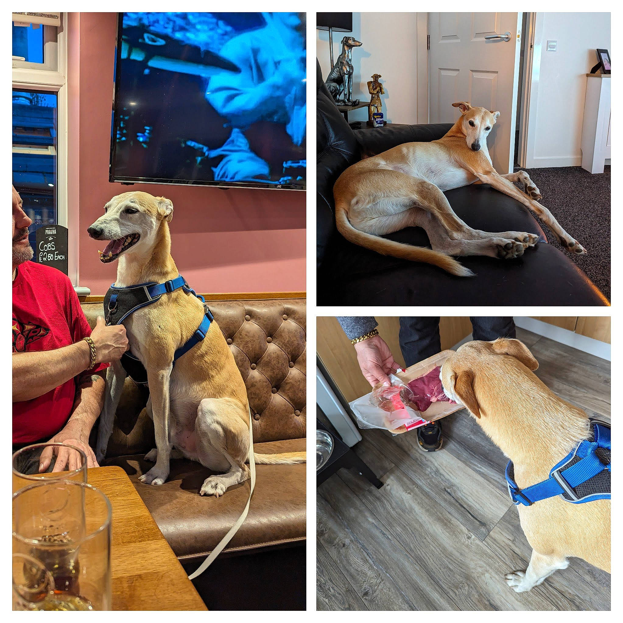 Pongo joined the competition — help win amazing prizes! ancient_dog_breeds, art, canidae, carnivore, collage, collar, comfort, companion_dog, dog, dog_breed, dog_collar, dog_supply, fashion_accessory, fawn, non_sporting_group, pet_supply, selfie, sporting_group, working_animal