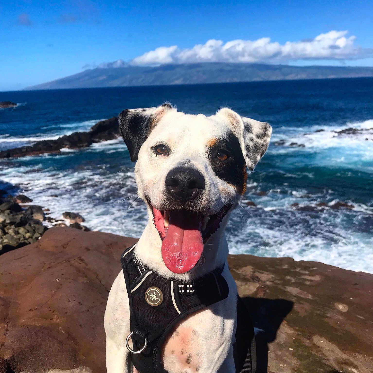 Kaipo is registered to the contest to win money with this photo: adventure, american_pit_bull_terrier, american_staffordshire_terrier, beach, canidae, carnivore, cloud, coast, dog, dog_breed, dog_collar, meteorological_phenomenon, mountain, non_sporting_group, ocean, sky, sporting_group, staffordshire_bull_terrier, vacation, wilderness