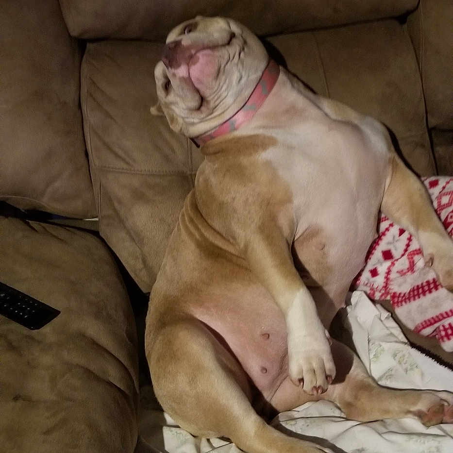 Nala is registered to the contest to win money with this photo: animal, blanket, brown, canine, collar, comfort, couch, dog, domestic, fur, furniture, home, indoor, lazy, living_room, paw, pet, relaxed, resting, seat