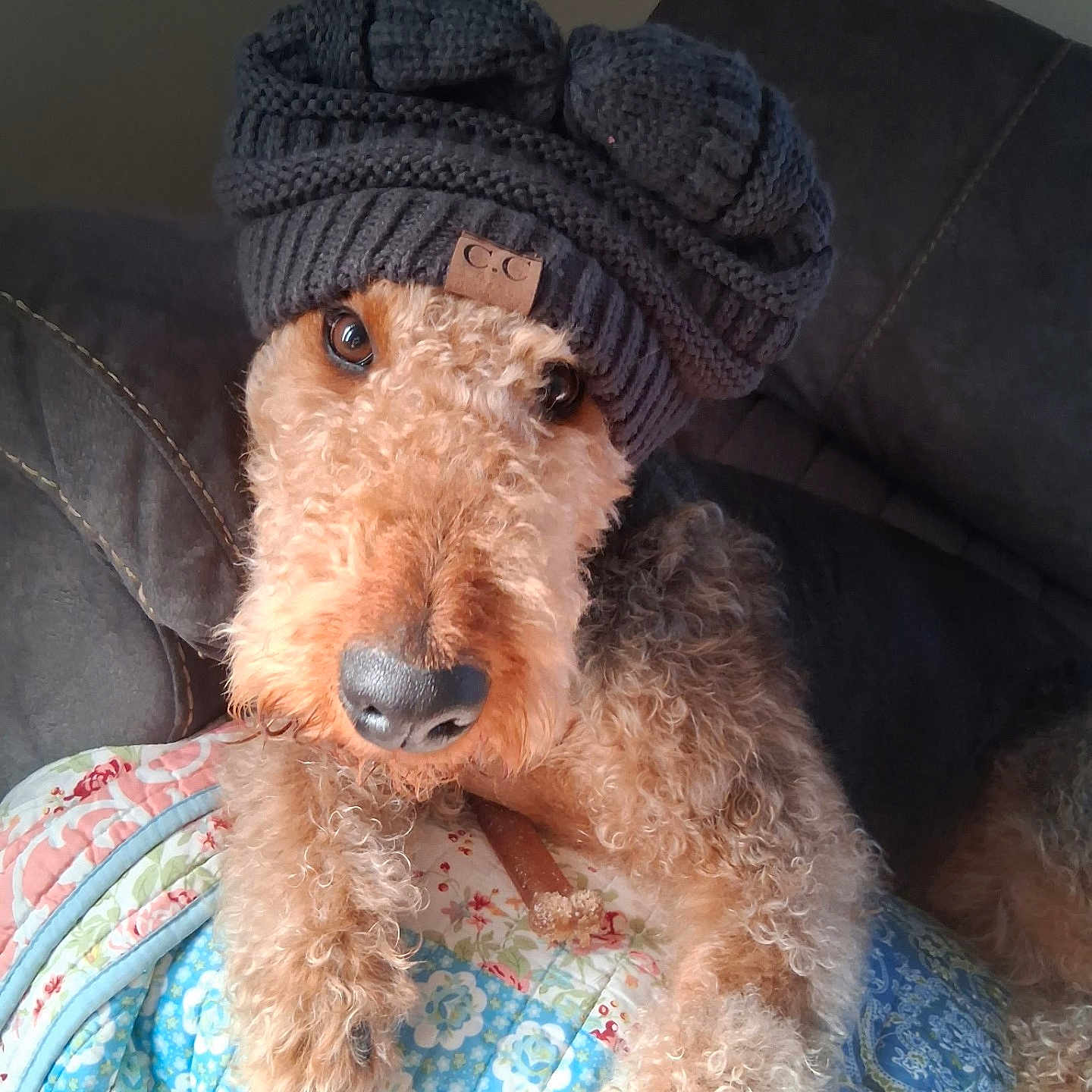 Charlotte Mae is registered to the contest to win money with this photo: dog, curly_fur, knit_hat, gray_hat, quilt, floral_pattern, couch, pet, relaxed, indoors, brown_fur, close_up, portrait, cozy, cute, animal, resting, home, soft_texture, fashion_accessory