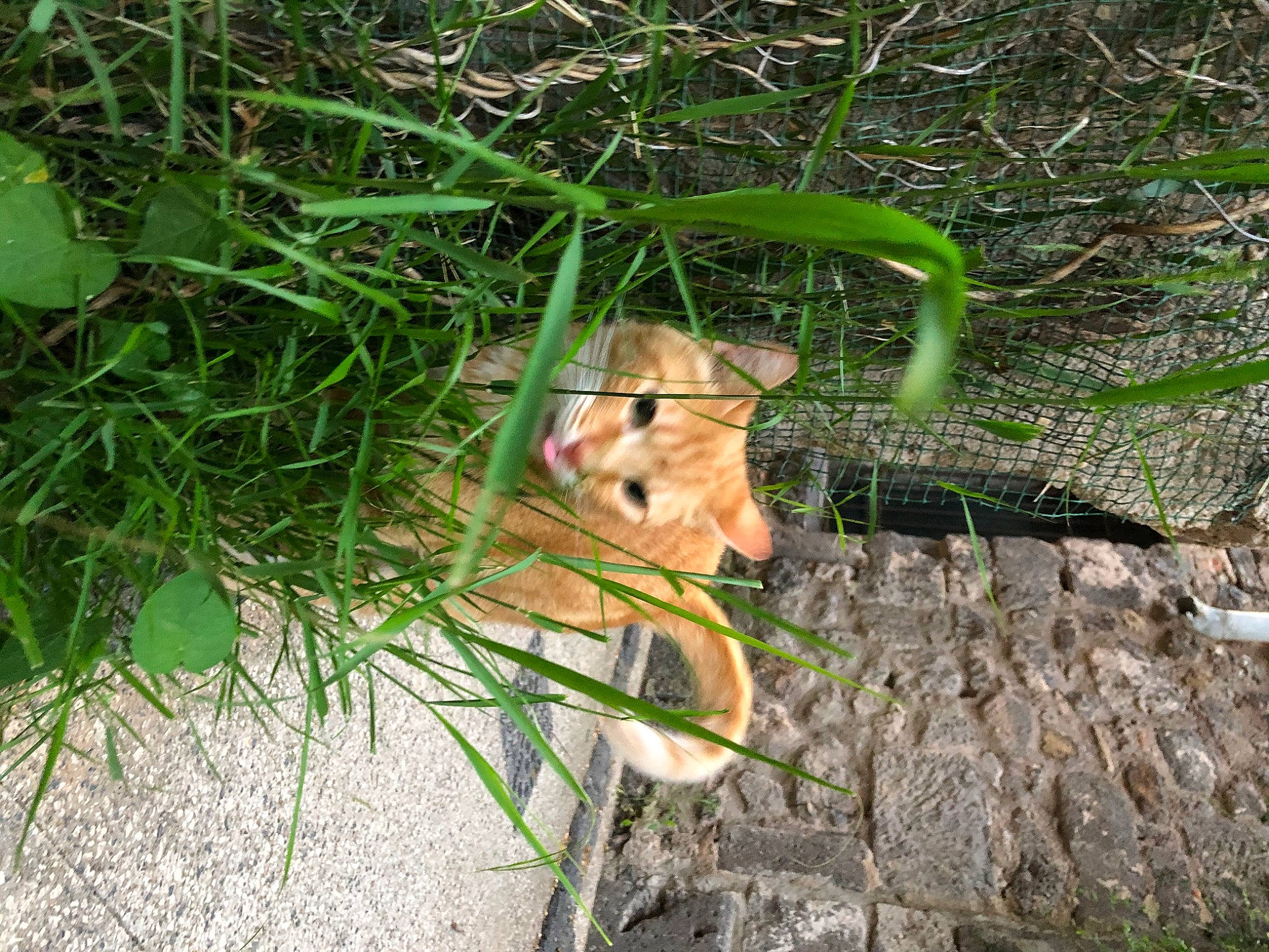 Macao a rejoint le concours — aidez-le/la à gagner de superbes lots ! carnivore, companion_dog, dog, dog_breed, fawn, felidae, fur, grass, groundcover, plant, soil, tail, terrestrial_animal, toy_dog, tree, trunk, twig, whiskers, wood, working_animal