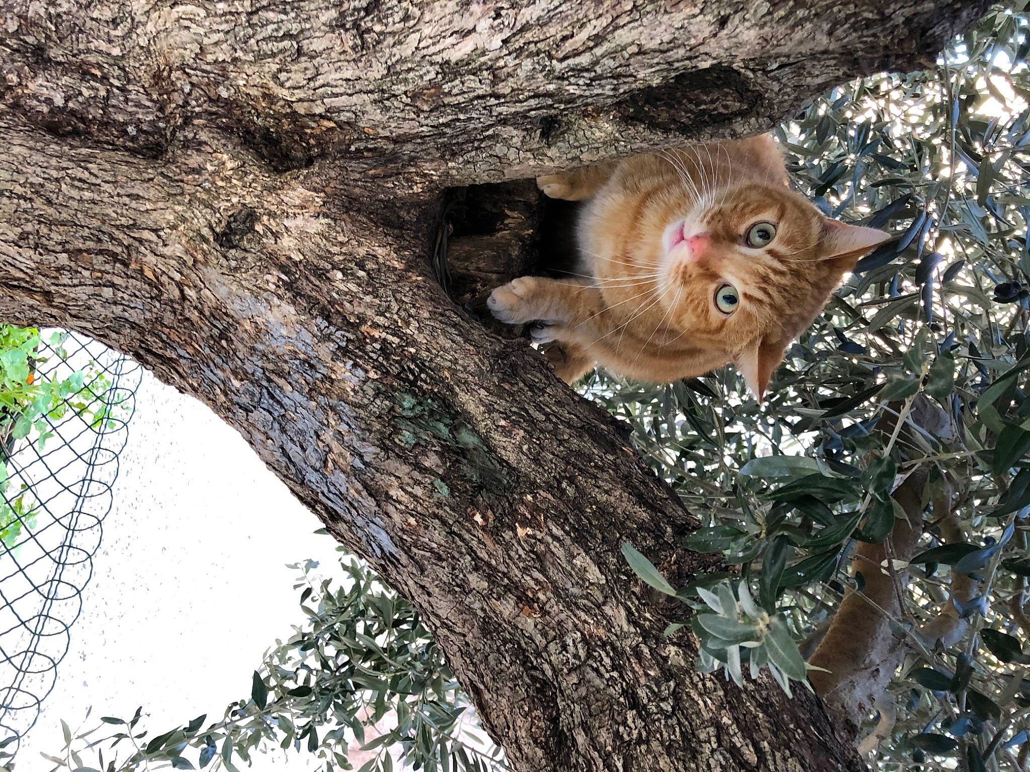 Macao participe au concours pour gagner de l'argent avec cette photo : botany, branch, carnivore, cat, domestic_short_haired_cat, fawn, felidae, fur, organism, plant, small_to_medium_sized_cats, snout, tail, terrestrial_animal, tree, trunk, twig, whiskers, wood, woody_plant