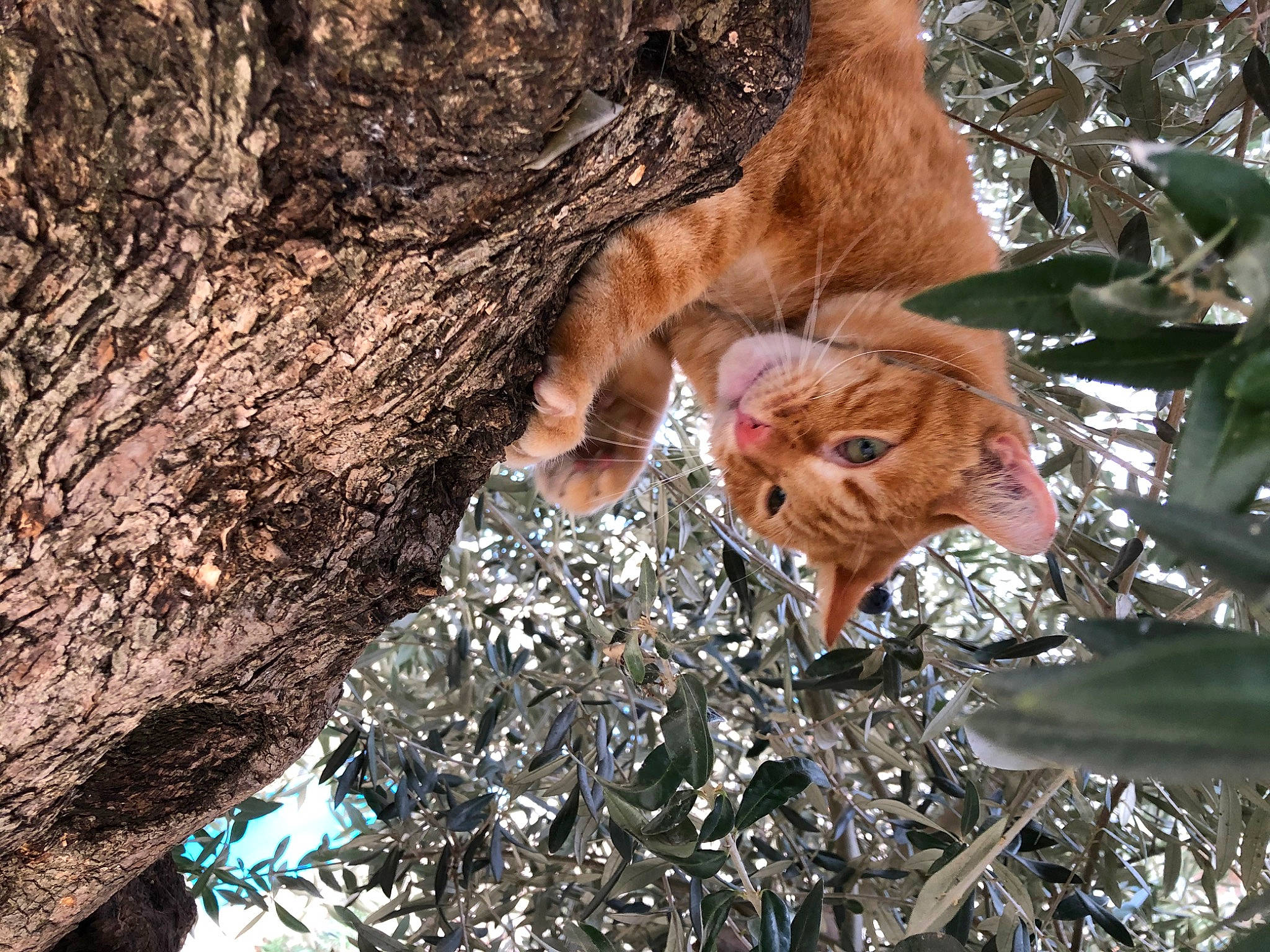 Macao a rejoint le concours — aidez-le/la à gagner de superbes lots ! big_cats, biome, branch, carnivore, cat, fawn, felidae, lion, organism, plant, small_to_medium_sized_cats, snout, tail, terrestrial_animal, tree, trunk, twig, whiskers, wood, woody_plant