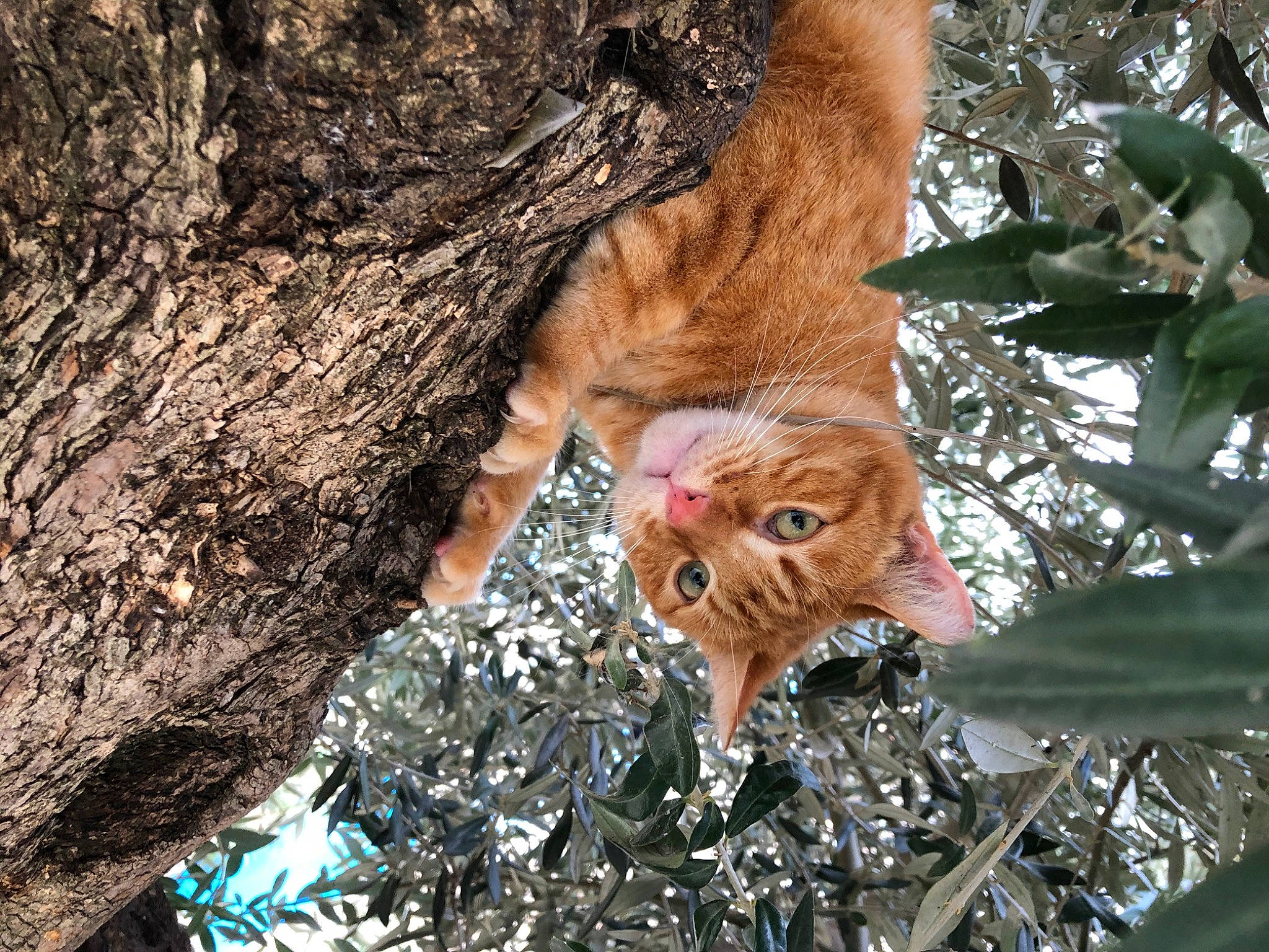 Macao a rejoint le concours — aidez-le/la à gagner de superbes lots ! big_cats, branch, canidae, carnivore, cat, domestic_short_haired_cat, fawn, felidae, grass, plant, small_to_medium_sized_cats, sporting_group, tail, terrestrial_animal, tree, trunk, twig, whiskers, wood, woody_plant