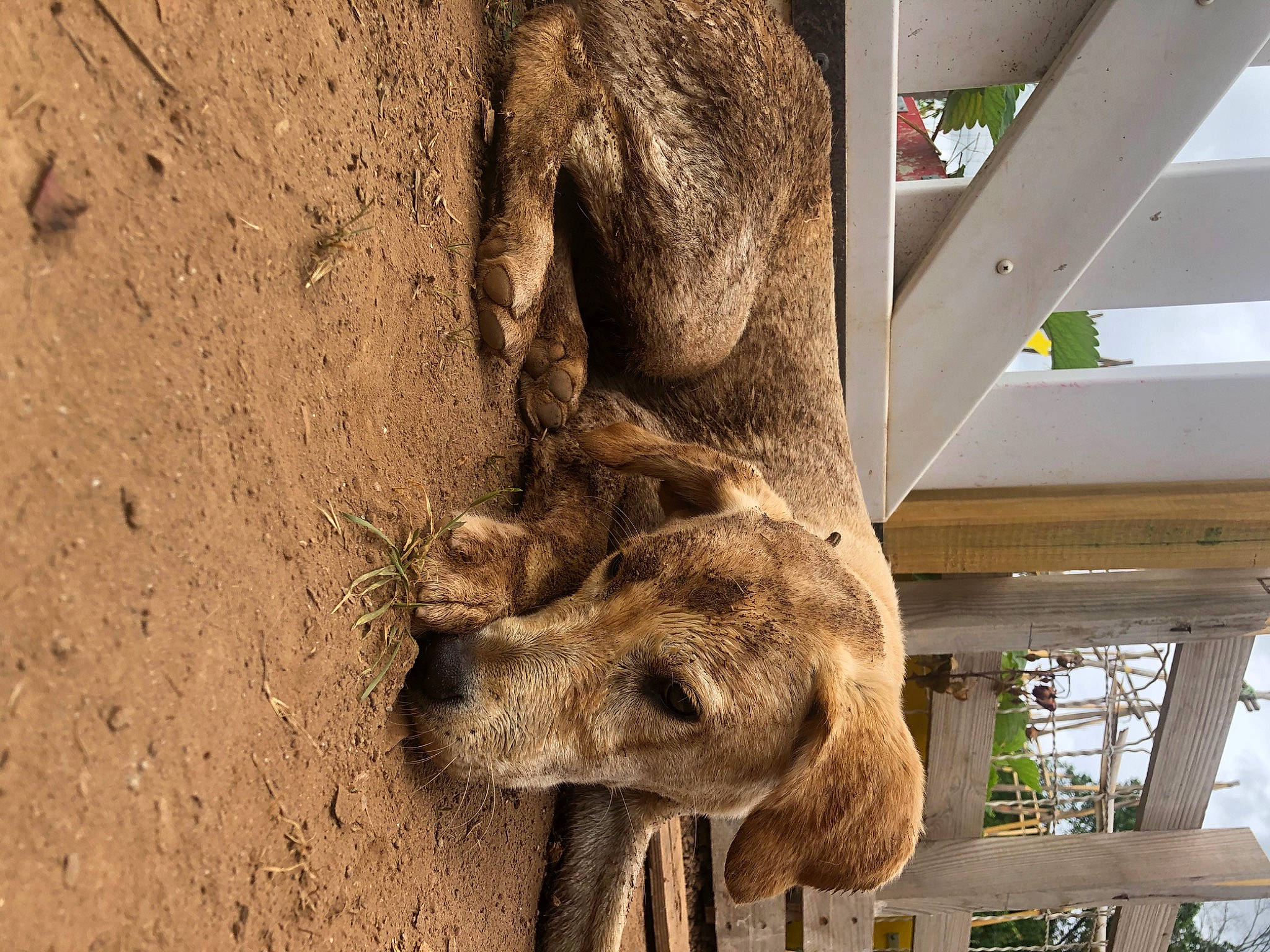 Prince participe au concours pour gagner de l'argent avec cette photo : building, carnivore, dog, eye, fawn, foot, fur, human_leg, natural_material, plant, snout, soil, sporting_group, terrestrial_animal, tree, trunk, twig, wildlife, wood, working_animal