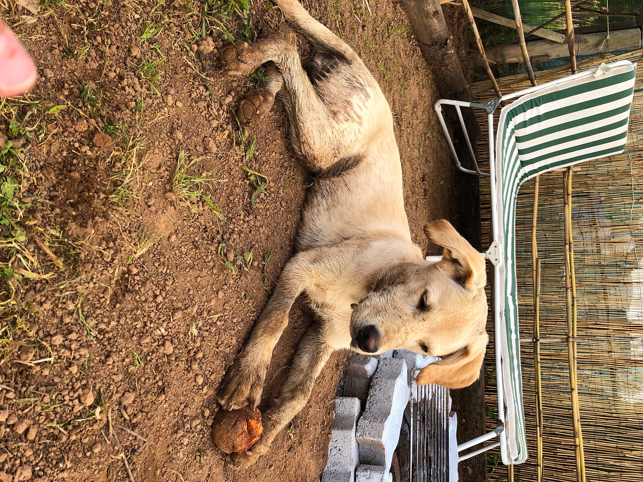 Prince participe au concours pour gagner de l'argent avec cette photo : animal_shelter, canidae, carnivore, dog, dog_breed, fawn, goats, grass, landscape, livestock, mesh, sculpture, snout, soil, sporting_group, terrestrial_animal, wheel, wildlife, wood, working_animal