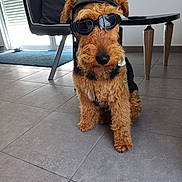 Tailor a rejoint le concours — aidez-le/la à gagner de superbes lots ! dog, pet, indoor, helmet, goggles, floor, tile, chair, table, furniture, brown, black, fur, animal, domestic_animal, portrait, cute, sitting, accessory, cool