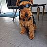 dog, pet, indoor, helmet, goggles, floor, tile, chair, table, furniture, brown, black, fur, animal, domestic_animal, portrait, cute, sitting, accessory, cool