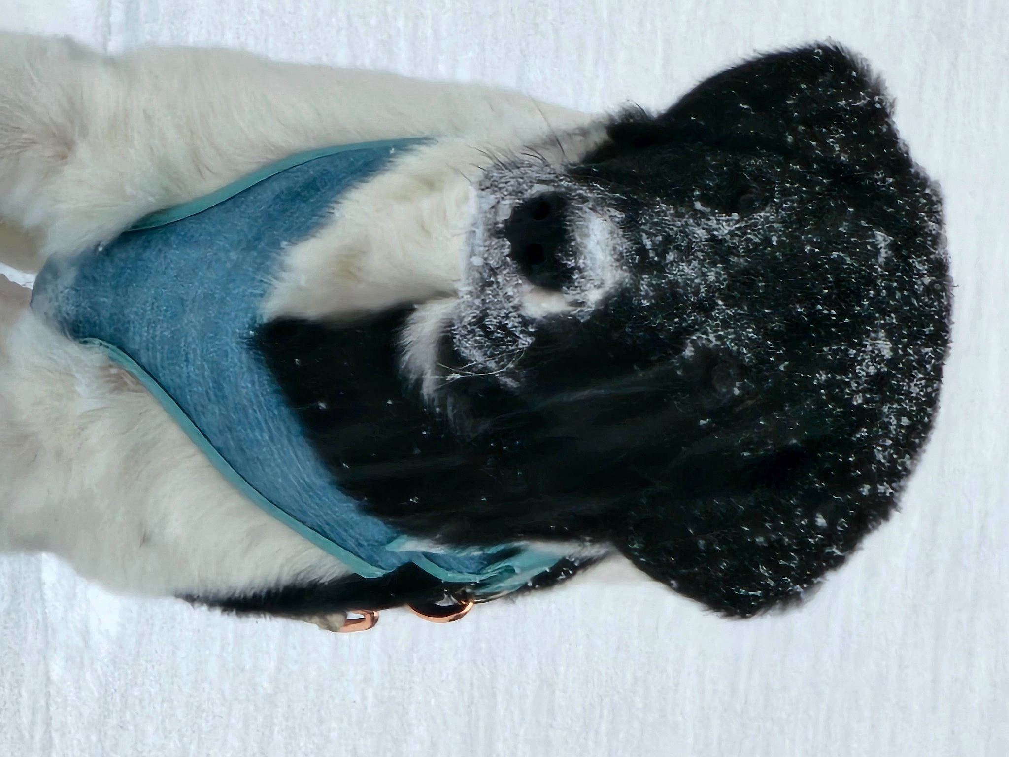 Nyx joined the competition — help win amazing prizes! canidae, carnivore, companion_dog, dog, dog_breed, electric_blue, fawn, fur, grey, paw, puppy, snout, snow, sporting_group, tail, terrestrial_animal, whiskers, winter, wool, working_animal