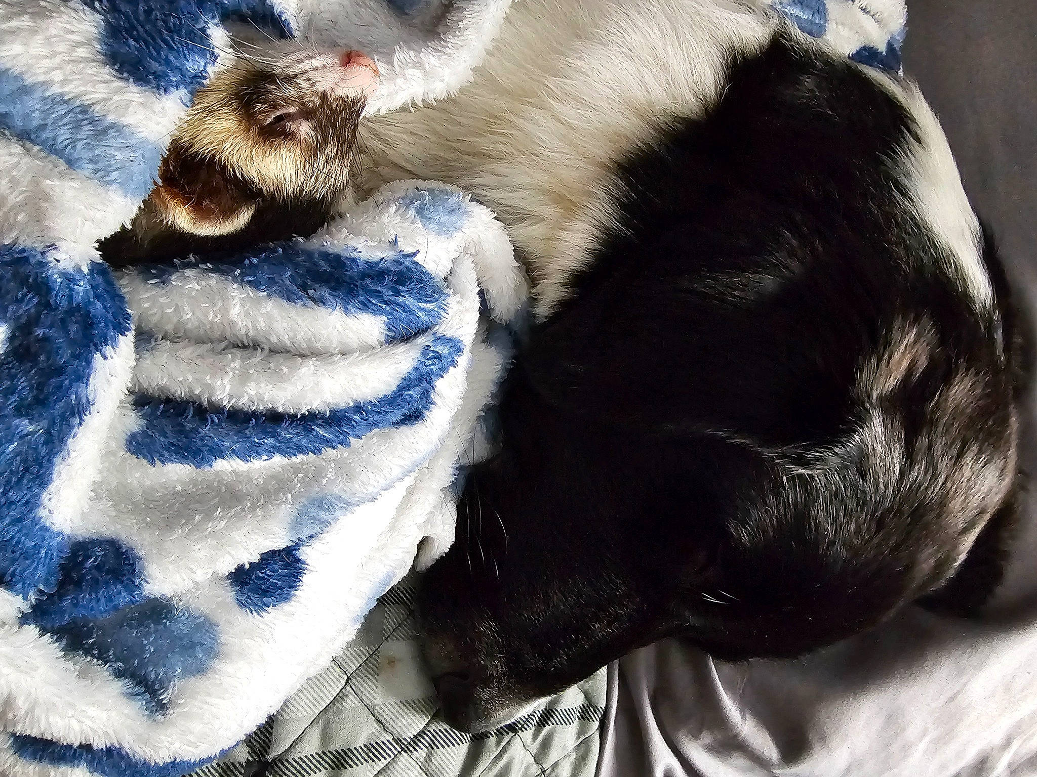 Nyx is registered to the contest to win money with this photo: canidae, carnivore, cat, comfort, companion_dog, dog_breed, domestic_short_haired_cat, electric_blue, fawn, felidae, fur, human_leg, linens, mammal, paw, small_to_medium_sized_cats, snout, tail, vertebrate, whiskers