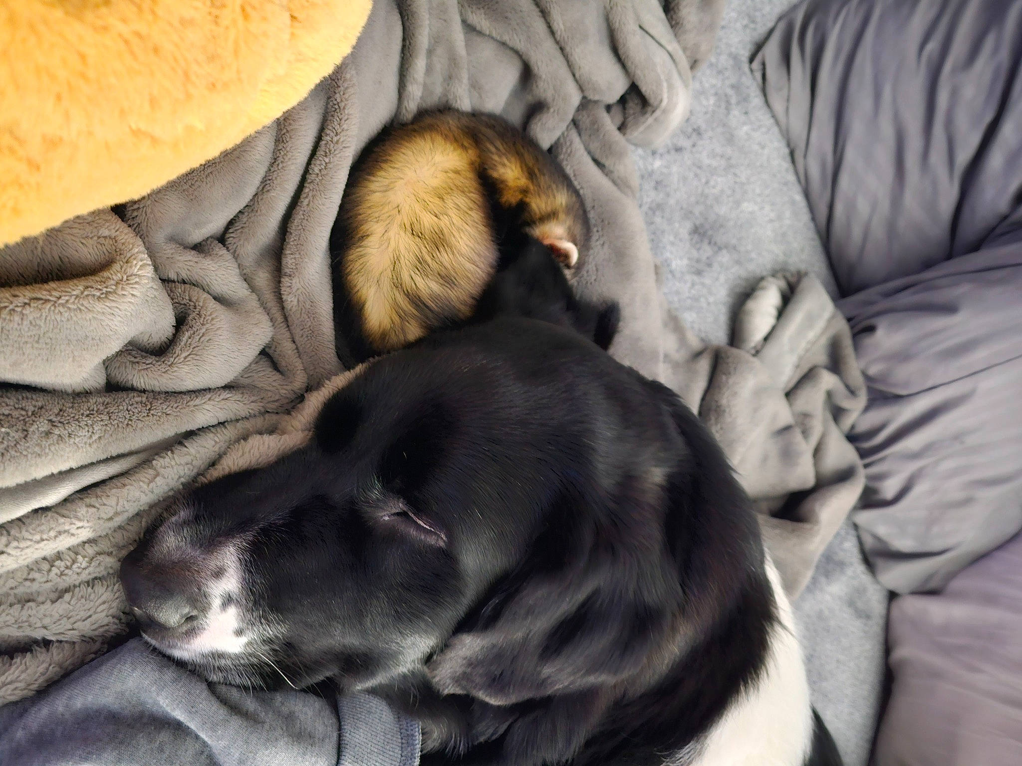 Nyx joined the competition — help win amazing prizes! canidae, carnivore, comfort, companion_dog, couch, dog, dog_breed, fawn, fur, gesture, grey, guard_dog, gun_dog, linens, mammal, nap, sporting_group, vertebrate, whiskers, working_animal