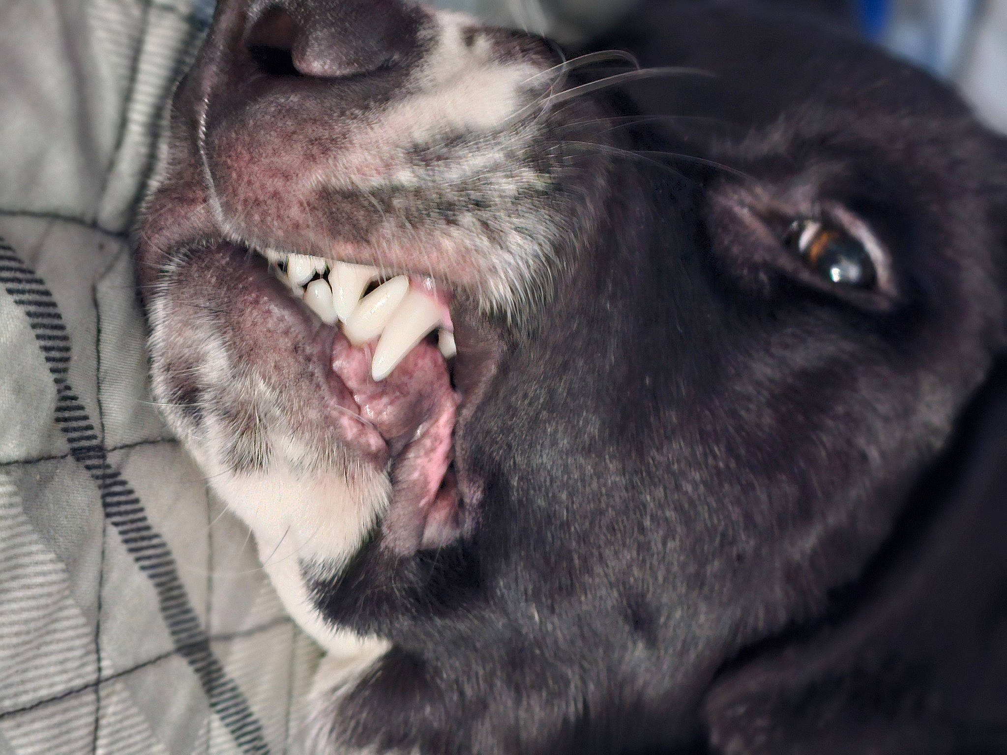 Nyx is registered to the contest to win money with this photo: canidae, carnivore, close_up, collar, companion_dog, dog, dog_breed, ear, fang, fawn, fur, guard_dog, jaw, liver, snout, sporting_group, whiskers, wildlife, working_animal, yawn