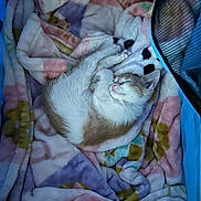 Simon joined the competition — help win amazing prizes! kitten, sleeping, blanket, soft, cozy, curled_up, indoor, pet, fur, cute, resting, comfort, colorful, blue, enclosure, animal, young, peaceful, nap, fluffy