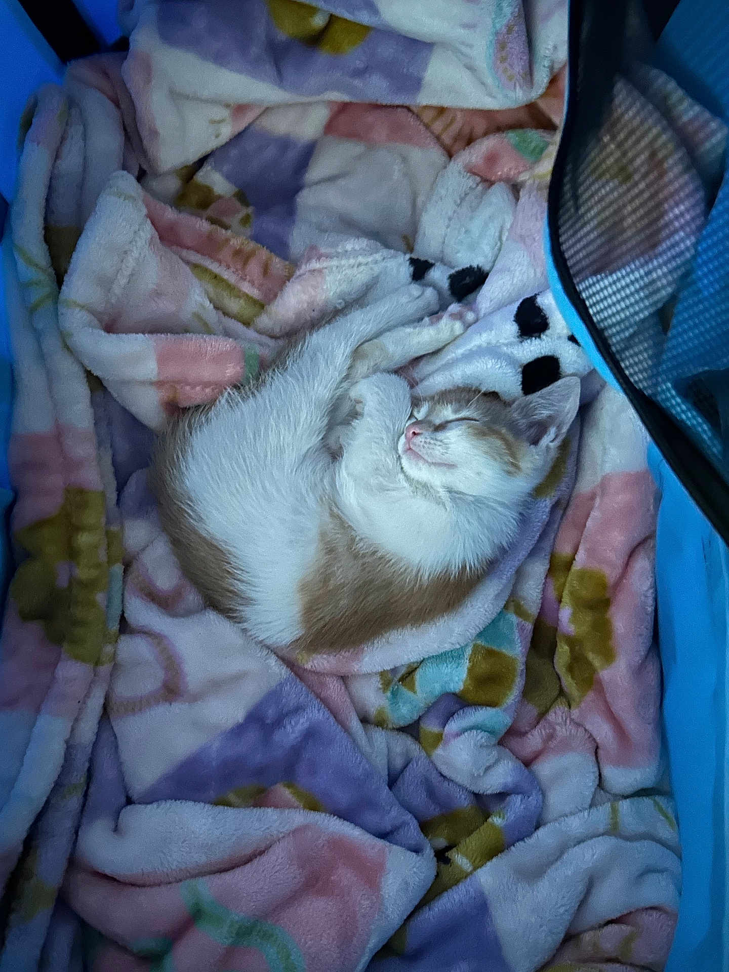 Simon