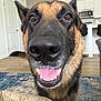 dog, german_shepherd, close_up, indoor, happy, tongue_out, mouth_open, pet, canine, fur, ears, nose, eyes, living_room, carpet, furniture, home, smiling, animal, domestic