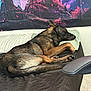Kaiser is registered to the contest to win money with this photo: dog, sleeping, bed, pillow, indoor, furniture, tapestry, wall_art, black_brown_fur, resting, animal, cozy, quiet, relaxed, canine, home, carpet, comfort, lying_down, peaceful