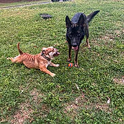 Kaiser is registered to the contest to win money with this photo: dog, grass, playful, outdoor, pet, canine, ball, vehicle, suburban, tree, nature, tongue_out, brown_dog, black_dog, collar, stretching, sunlight, daytime, park, friendly