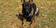 Kaiser is registered to the contest to win money with this photo: dog, german_shepherd, grass, outdoor, animal, pet, lying_down, ears_up, alert, nature, fall, leaves, canine, mammal, brown, black, collar, sunlight, daytime, portrait