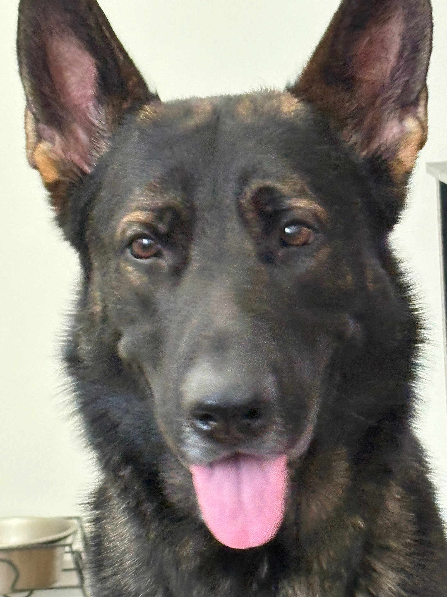 Kaiser is registered to the contest to win money with this photo: dog, german_shepherd, canine, pet, tongue_out, close_up, ears, fur, indoor, animal, mammal, domestic_animal, portrait, looking_at_camera, happy, friendly, companion, face, snout, brown_eyes