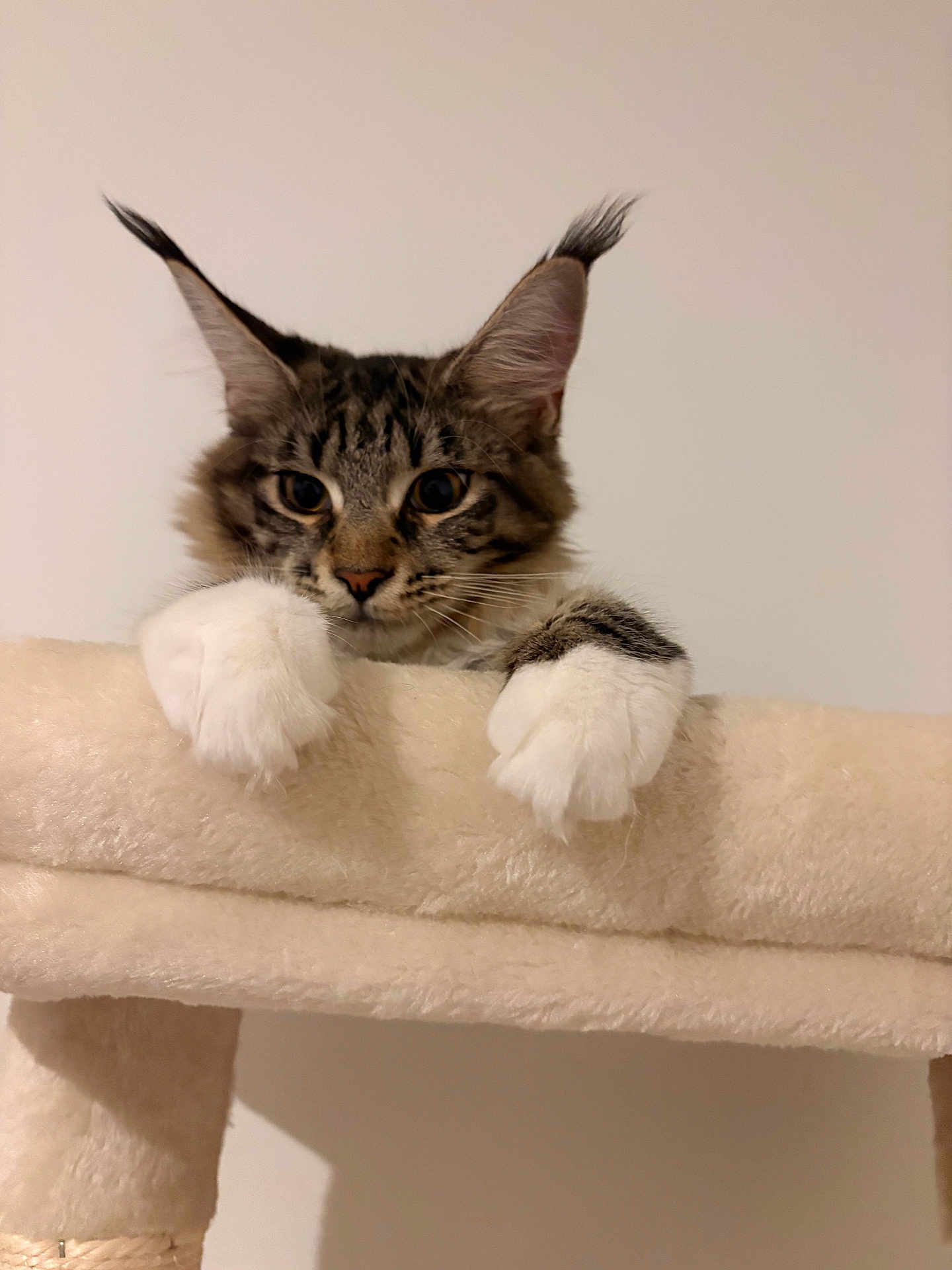 Zula