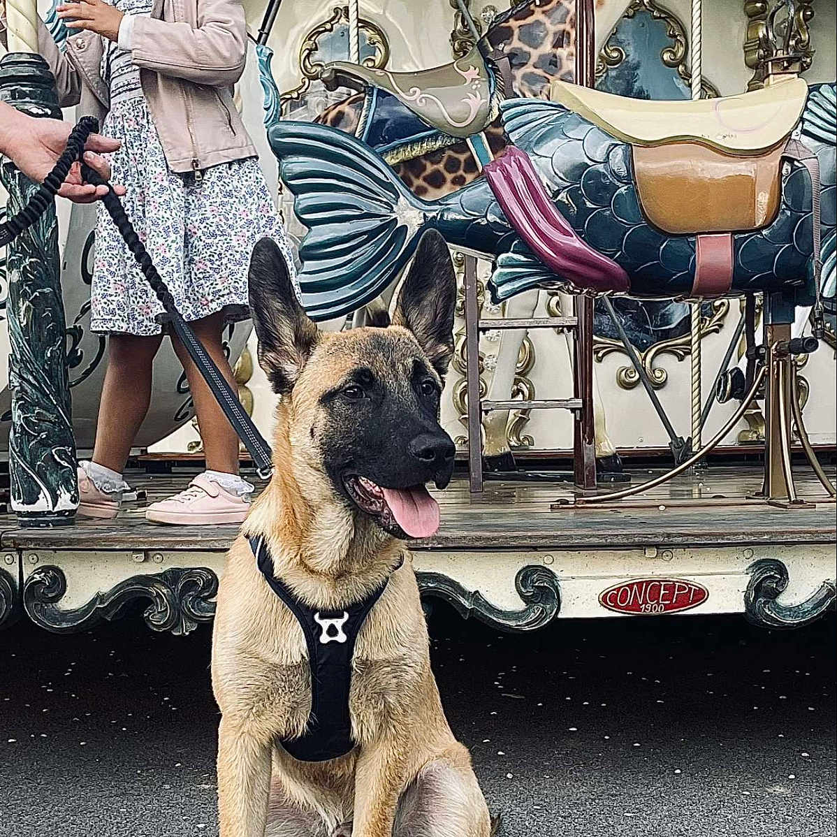 Volt a rejoint le concours — aidez-le/la à gagner de superbes lots ! amusementpark, animal, canine, carousel, clothing, dog, face, footwear, fun, germanshepherd, giraffe, head, lady, person, pet, photography, play, portrait, themepark, walkingdog